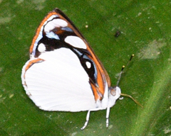 Dynamine coenus