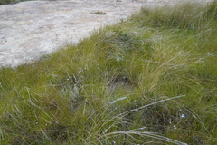 Eriospermum ornithogaloides