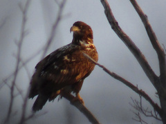 Haliaeetus albicilla