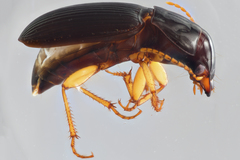 Harpalus spadiceus