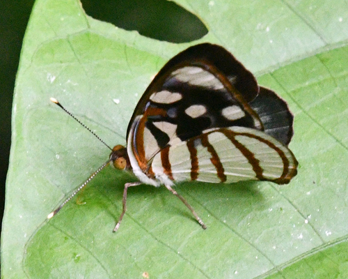 Dynamine chryseis