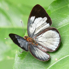 Dynamine chryseis