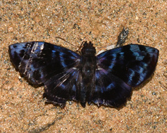 Ebrietas infanda