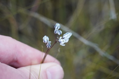 Eriospermum ornithogaloides