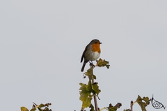 Erithacus rubecula