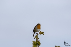 Erithacus rubecula