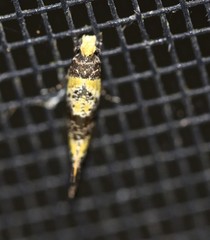 Monopis chrysogramma