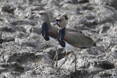 Vanellus chilensis cayennensis