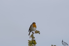 Erithacus rubecula