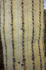 Cephalocereus macrocephalus