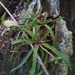 Aloe sakarahensis - Photo (c) Ando Andriamanohera, some rights reserved (CC BY-NC), uploaded by Ando Andriamanohera