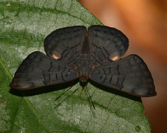 Emesis castigata