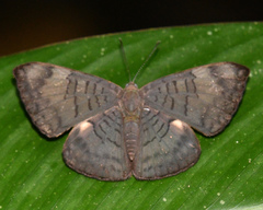 Emesis castigata