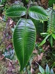 Desmophlebium longisorum