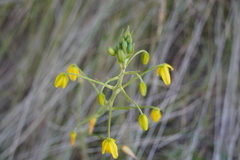 Albuca shawii