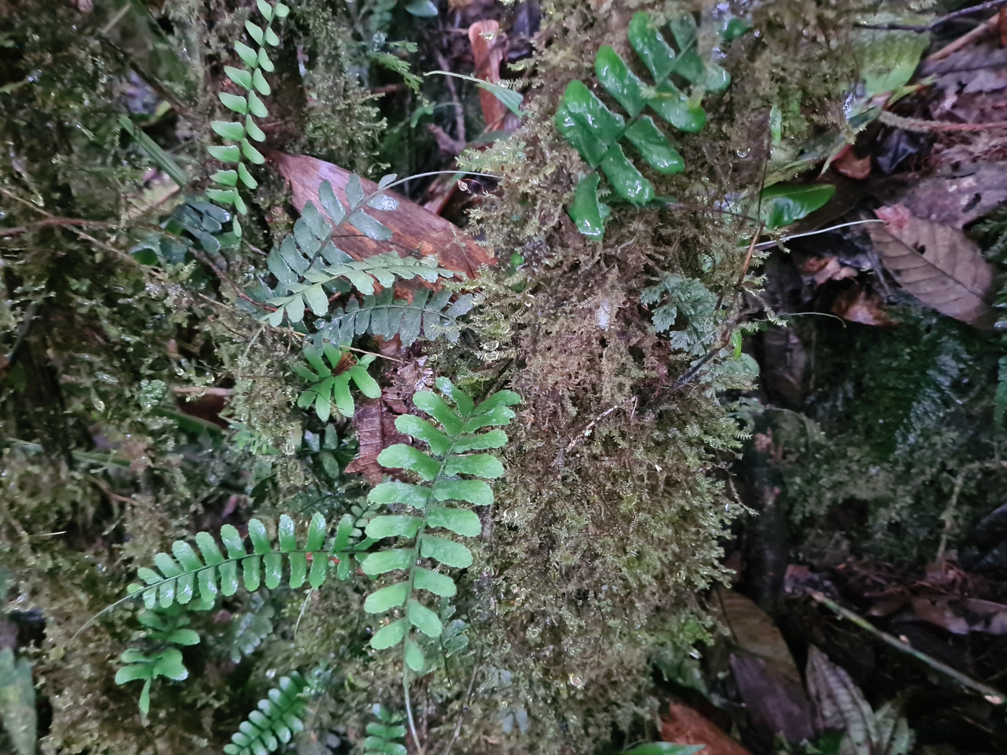 Asplenium cirrhatum