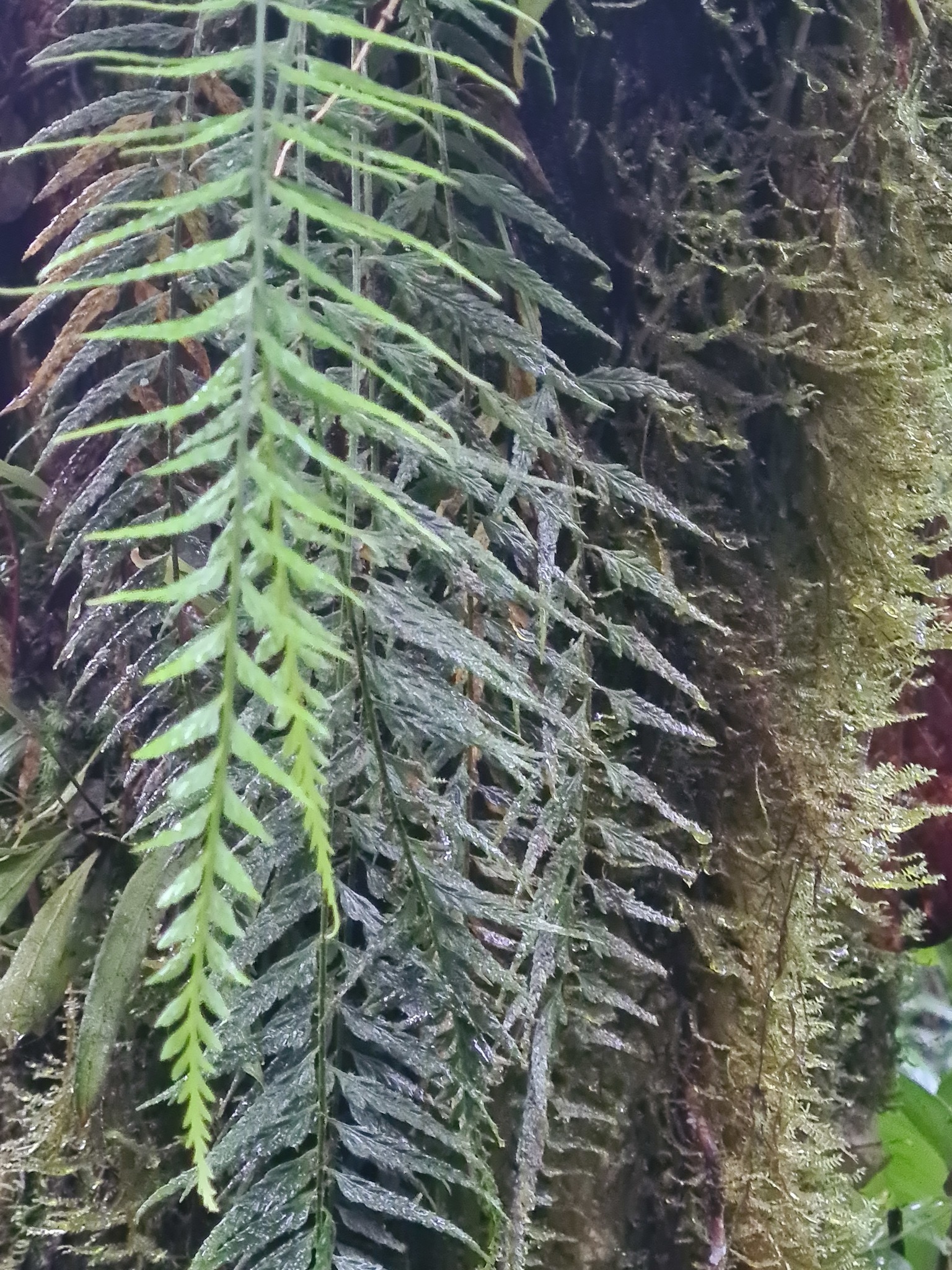 Asplenium cuspidatum