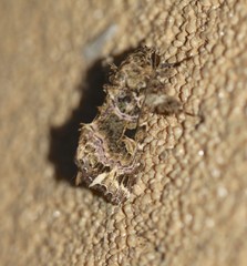 Callopistria rivularis