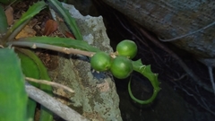 Aloe zombitsiensis image