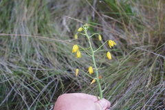 Albuca shawii
