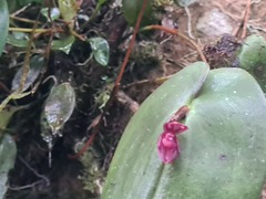 Pleurothallis giraldoi