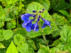 Salvia scutellarioides
