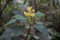 Palicourea aschersonianoides