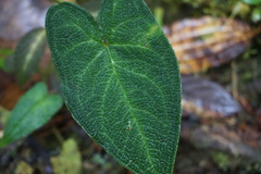 Chlorospatha