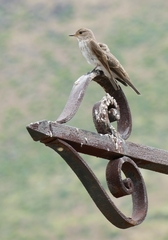 Muscicapa striata tyrrhenica