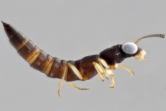 Stenus appalachianus