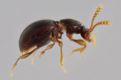 Brachycepsis