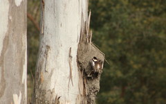 Dacelo novaeguineae novaeguineae