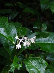 Palicourea violacea