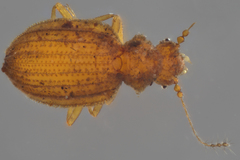 Dasycerus carolinensis