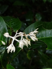 Palicourea violacea