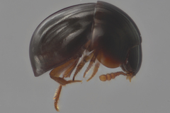 Agathidium dentigerum