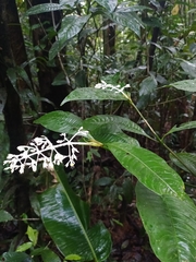 Palicourea violacea