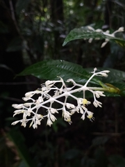 Palicourea violacea