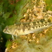 Freshwater Blenny - Photo (c) Frédéric ANDRE, some rights reserved (CC BY-NC), uploaded by Frédéric ANDRE