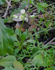 Draba verna
