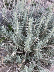 Teucrium lusitanicum