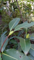 Coptosperma