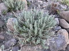 Teucrium lusitanicum