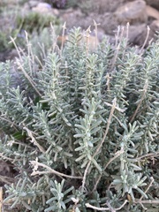 Teucrium lusitanicum