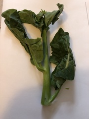Brassica oleracea albiflora
