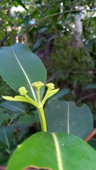 Coptosperma