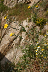Image of Andryala arenaria