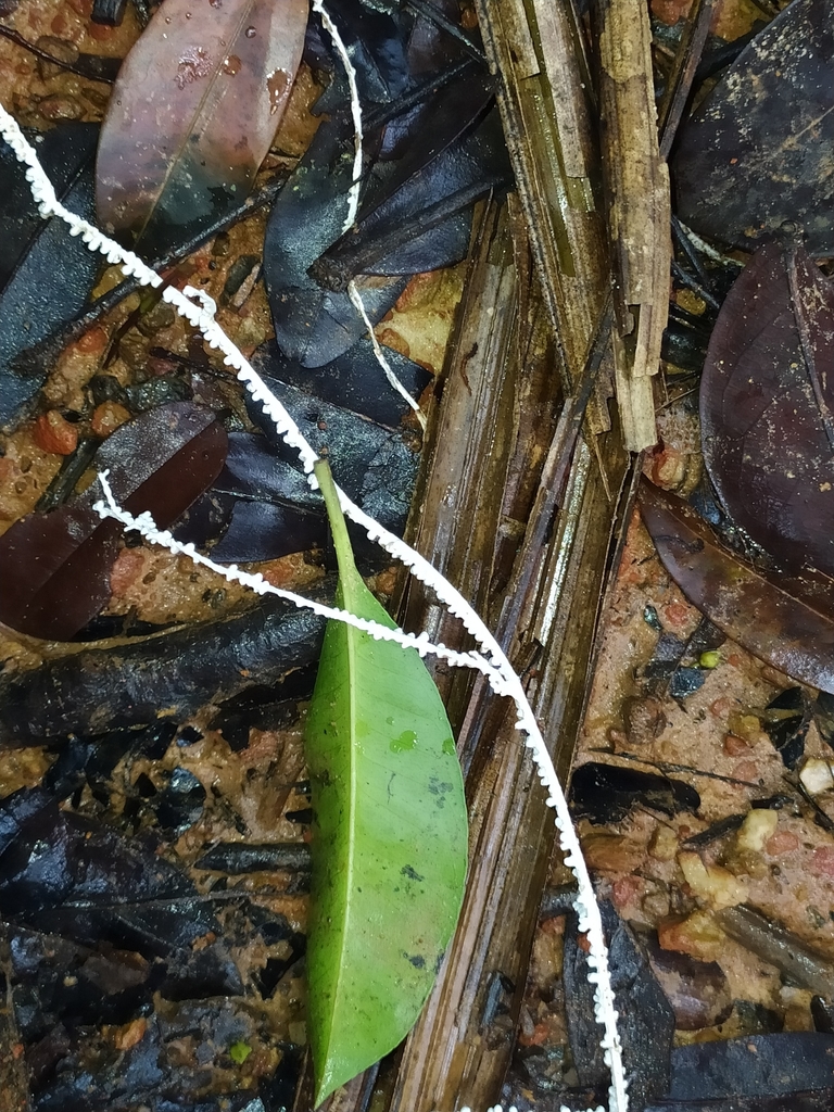 Brunneocorticium corynecarpon · December 2021 · photo: © guillaume_delaitre (iNaturalist, cc-by)