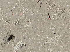 Leptuca uruguayensis