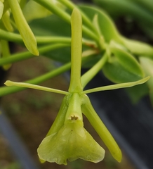 Epidendrum melistagum